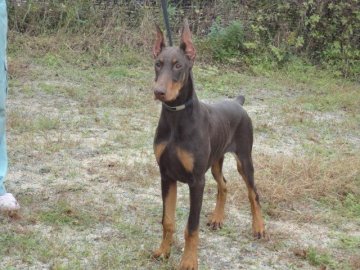ドーベルマン【大分県・男の子・2014年5月18日・チョコレートタン】の写真「断耳済み優しい男の子」