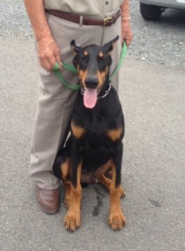 ドーベルマン【大分県・男の子・2013年3月13日・ブラックタン】の写真「訓練済みの若犬」