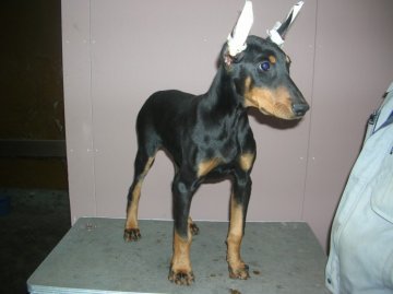 ドーベルマン【大分県・女の子・2010年11月10日・ブラックタン】の写真「」