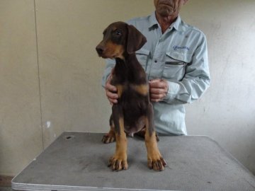 ドーベルマン【大分県・男の子・2014年8月4日・チョコレートタン】の写真「構成のよい子犬です」