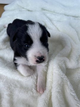 ボーダーコリー【大分県・男の子・2022年3月30日・ブラック&ホワイト】の写真「元気な可愛い男の子」
