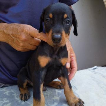 ドーベルマン【大分県・男の子・2022年7月1日・ブラックタン】の写真「優秀血統の両親から産まれました。」