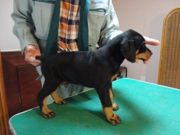 ドーベルマン【大分県・男の子・2016年2月14日・ブラックタン】の写真「骨量豊富な男の子断耳済み」