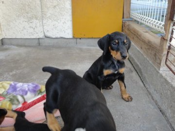 ドーベルマン【大分県・女の子・2012年4月19日・ブラックタン】の写真「」