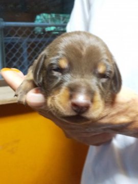 ドーベルマン【大分県・女の子・2020年9月15日・チョコレートタン】の写真「アメリカンブランドの血液です。」