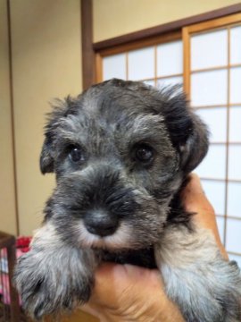 ミニチュアシュナウザー【大分県・女の子・2020年4月25日・ソルトペッパー】の写真「性格が良く賢い」