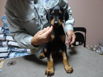ドーベルマン【大分県・男の子・2013年9月16日・ブラックタン】の写真「断耳済みの子犬」