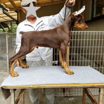 ドーベルマン【大分県・男の子・2019年2月21日・チョコレートタン】の写真「断耳済み可愛い子犬」
