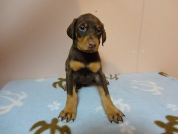 ドーベルマン【大分県・女の子・2011年10月5日・レッド】の写真「」