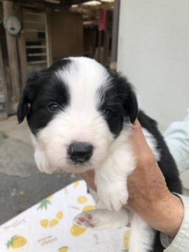 ボーダーコリー【大分県・男の子・2020年3月18日・ブラックアンドホワイト】の写真「父親譲りのガッシリした体形の子犬です」