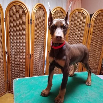 ドーベルマン【大分県・女の子・2016年12月13日・チョコレートタン】の写真「断耳済みの女の子」