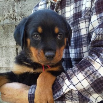 ロットワイラー【大分県・女の子・2022年11月7日・ブラックタン】の写真「もこもこの子熊みたいな可愛い子」