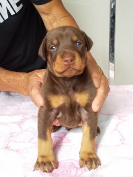 ドーベルマン【大分県・男の子・2020年8月21日・チョコレートタン】の写真「アメリカタイプのブランド血統」