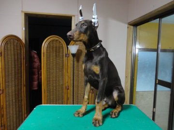 ドーベルマン【大分県・男の子・2014年5月18日・チョコレートタン】の写真「断耳済みの綺麗な子」