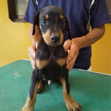 ドーベルマン【大分県・男の子・2023年6月4日・ブラックタン】の写真「温厚な両親から産まれました」