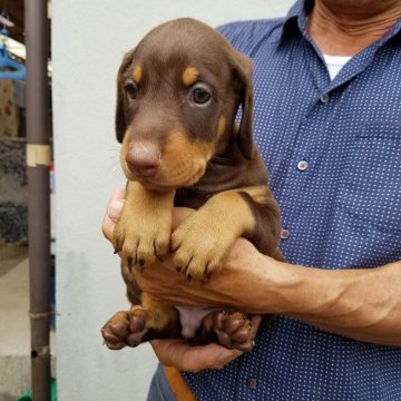ドーベルマン【大分県・男の子・2017年8月2日・チョコレートタン】の写真「良血統の可愛い子」