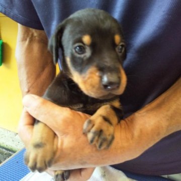 ドーベルマン【大分県・女の子・2023年6月4日・ブラックタン】の写真「温厚な両親から産まれました、」