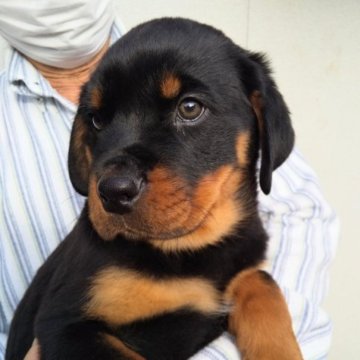 ロットワイラー【大分県・男の子・2022年11月7日・ブラックタン】の写真「もっこり子熊みたいに可愛い子」