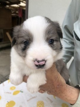 ボーダーコリー【大分県・女の子・2020年3月18日・ブルーマール】の写真「母親似の活発な元気のよい子」