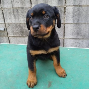 ロットワイラー【大分県・女の子・2022年11月7日・ブラックタン】の写真「もこもこ子熊みたいな女の子」