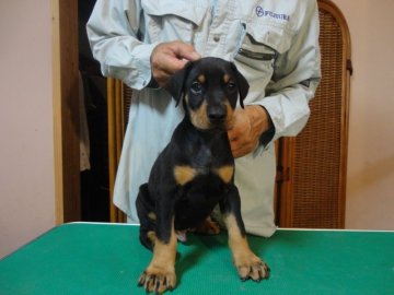 ドーベルマン【大分県・男の子・2015年6月7日・ブラックタン】の写真「両親はJKCのチャンピオンです」