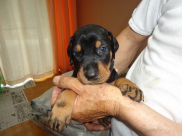 ドーベルマン【大分県・男の子・2013年5月25日・ブラックタン】の写真「構成の良い健全な子犬です」