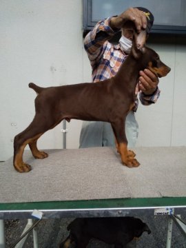 ドーベルマン【大分県・男の子・2021年1月3日・チョコレートタン】の写真「アメリカンブランド直系の温厚な男の子」