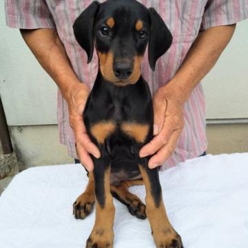 ドーベルマン【大分県・男の子・2022年8月12日・ブラックタン】の写真「温厚な可愛い男の子」