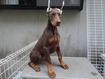 ドーベルマン【大分県・男の子・2013年8月6日・チョコレートタン】の写真「断耳済みの子犬」
