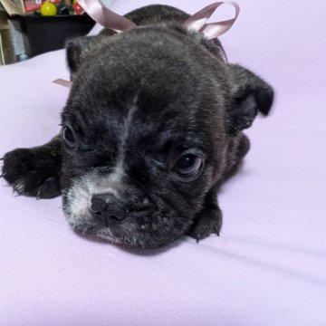 フレンチブルドッグ【大分県・男の子・2024年7月21日・ブリンドル&ホワイト】の写真「クリクリの可愛い男の子です」