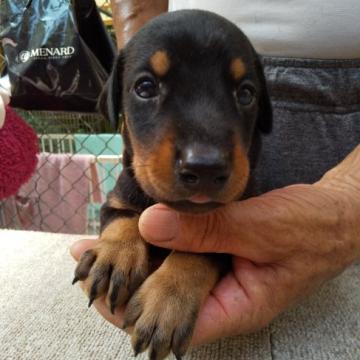 ドーベルマン【大分県・男の子・2022年7月14日・ブラックタン】の写真「優秀血統の両親から産まれました。」