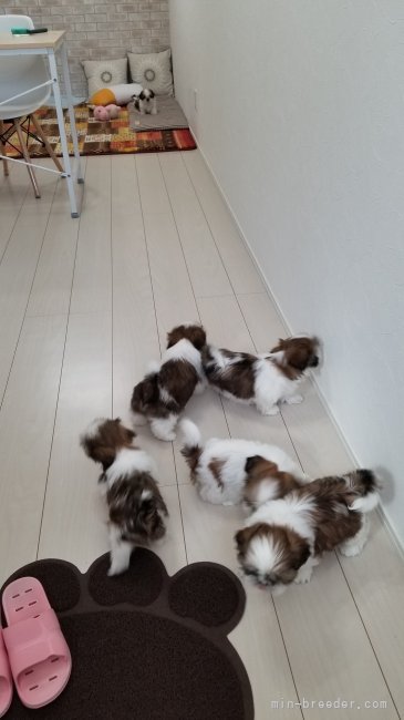 ご見学のお部屋で遊べます(#^.^#)｜鍋島　ひとみ(なべしま　ひとみ)ブリーダー(宮崎県・シーズーなど・JKC登録)の紹介写真7