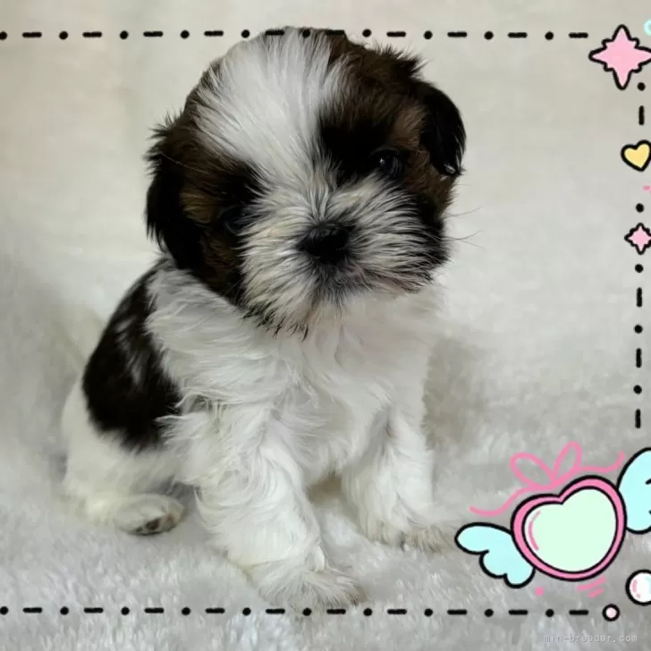 ID：2501-03260の子犬