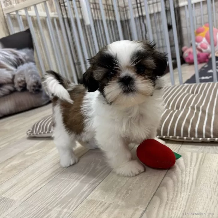 ID:2507-05847の子犬