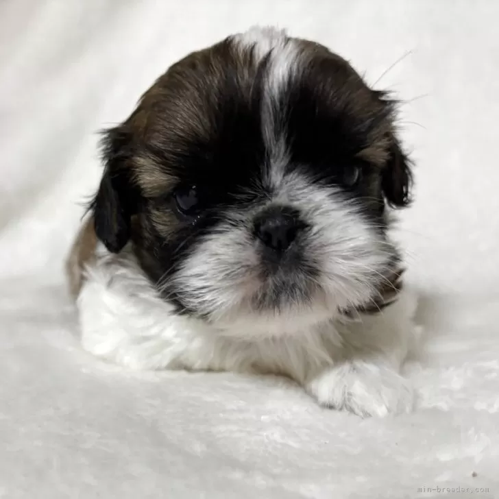 ID：2504-00036の子犬