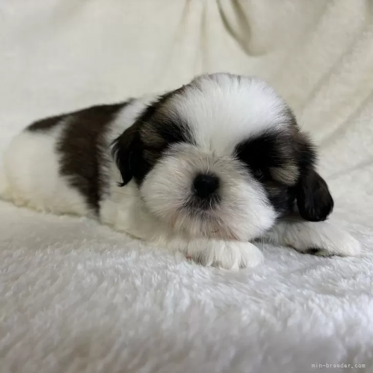 ID：2410-05034の子犬