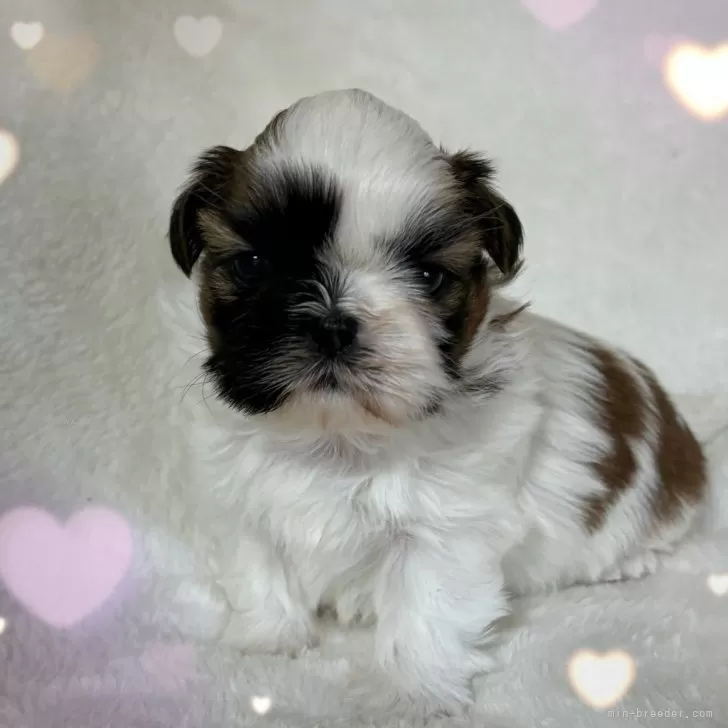 ID：2501-03281の子犬