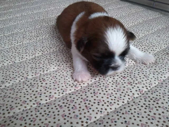 赤池 様のお迎えした子犬