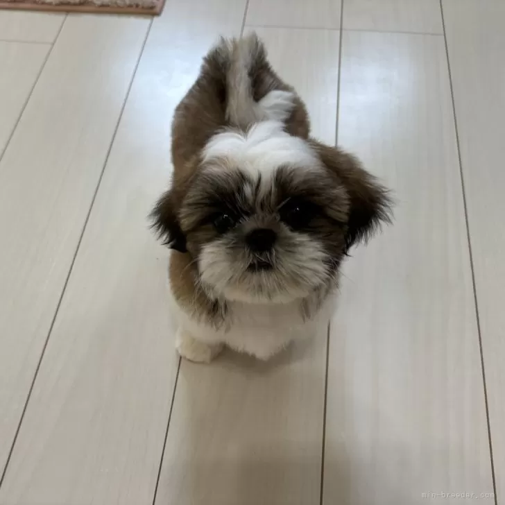 ID：2408-04009の子犬