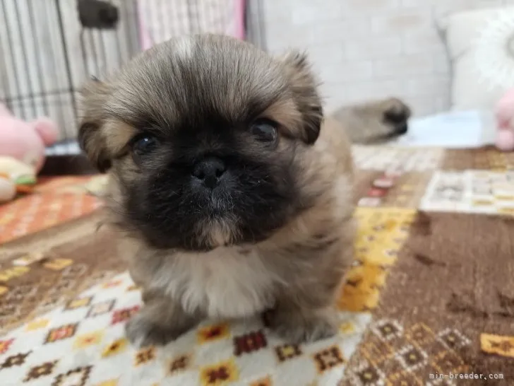 ID:2301-00508の子犬