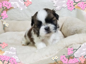 シーズー【宮崎県・女の子・2024年2月22日・ゴールド&ホワイト】の写真「お目めの可愛い女の子です(#^.^#)」
