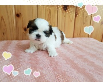 シーズー【宮崎県・男の子・2020年11月4日・ホワイト&ゴールド】の写真「お顔の可愛い男の子です(*^^*)」