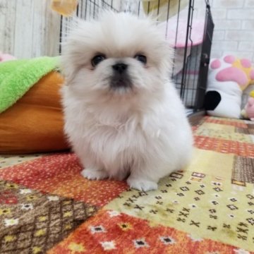 ペキニーズ【宮崎県・男の子・2022年11月29日・クリーム】の写真「コロコロ可愛い男の子です(*^^*)」