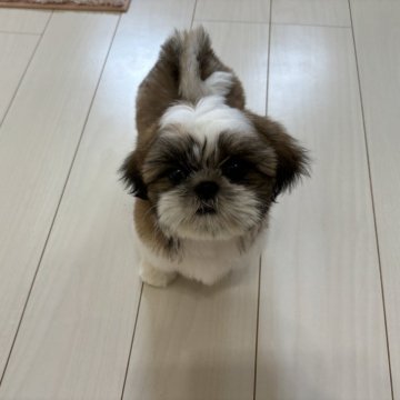 シーズー【宮崎県・男の子・2024年6月11日・ゴールド&ホワイト】の写真「お顔の可愛いさはもちろん性格も優しい子です。」