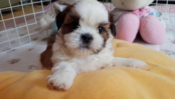 シーズー【宮崎県・男の子・2014年7月31日・ホワイト&ゴールド】の写真「お顔の可愛い子です」
