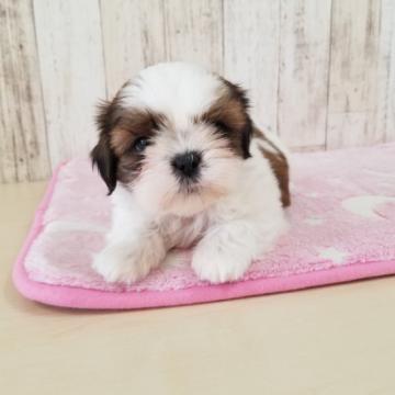 シーズー【宮崎県・男の子・2022年8月15日・ゴールド&ホワイト】の写真「お顔の可愛い男の子です(^_^)」