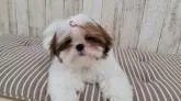 シーズー【宮崎県・女の子・2022年5月1日・ゴールド&ホワイト】の写真2