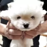 ポメラニアン