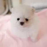 ポメラニアン