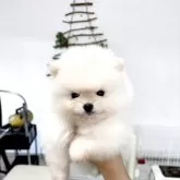 ポメラニアン